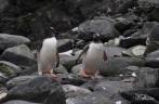 Pinguins gentoo em Cape Lookout, em Elephant Island, na Antártida
